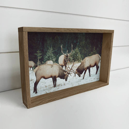 Bull Elk Sparring Rustic Framed Wall Art – 6" x 10"