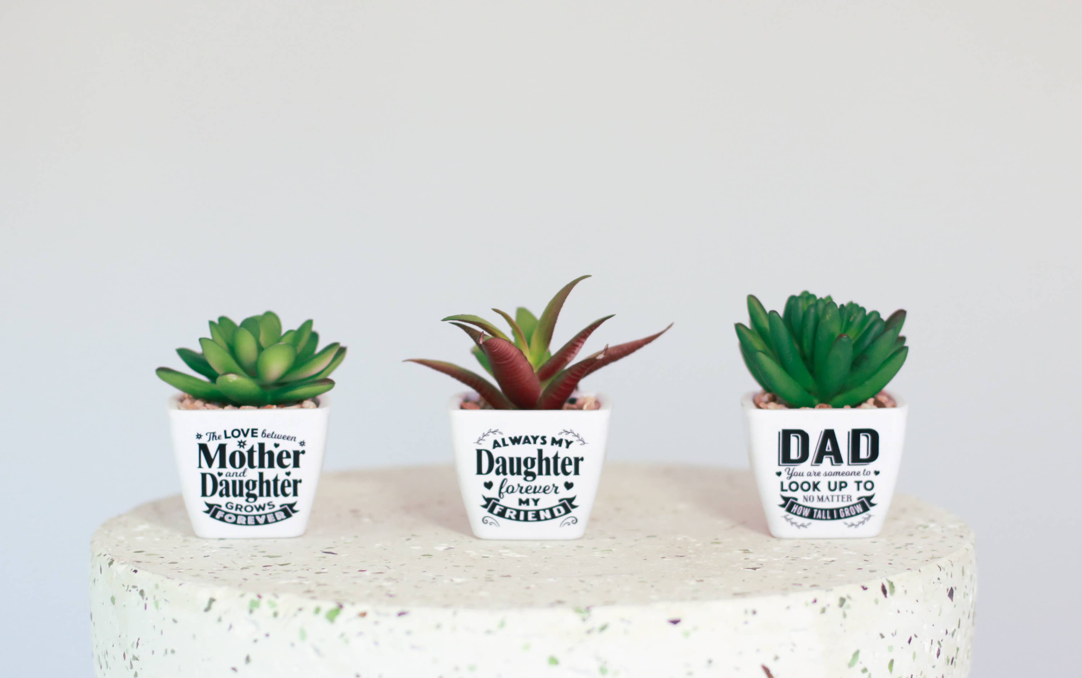 My Friend Succulent Décor