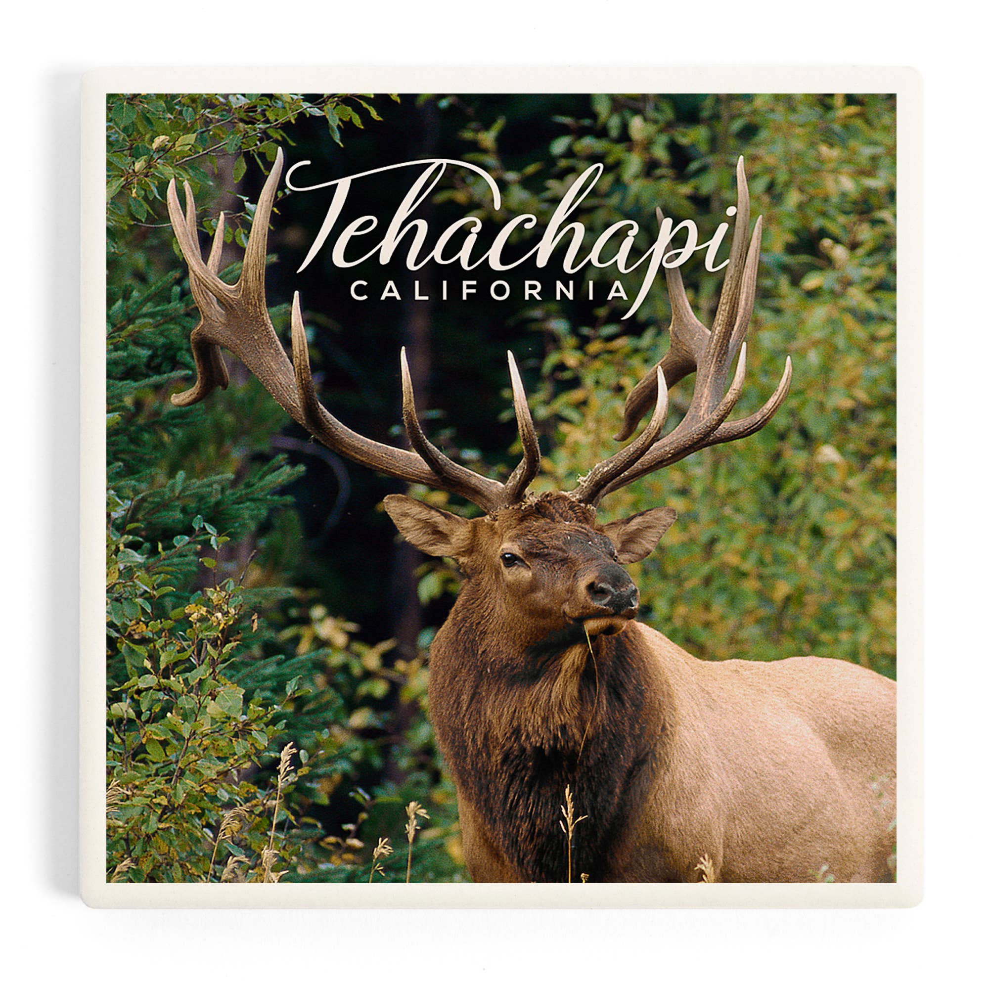 Tehachapi, California Bull Elk Ceramic Coaster