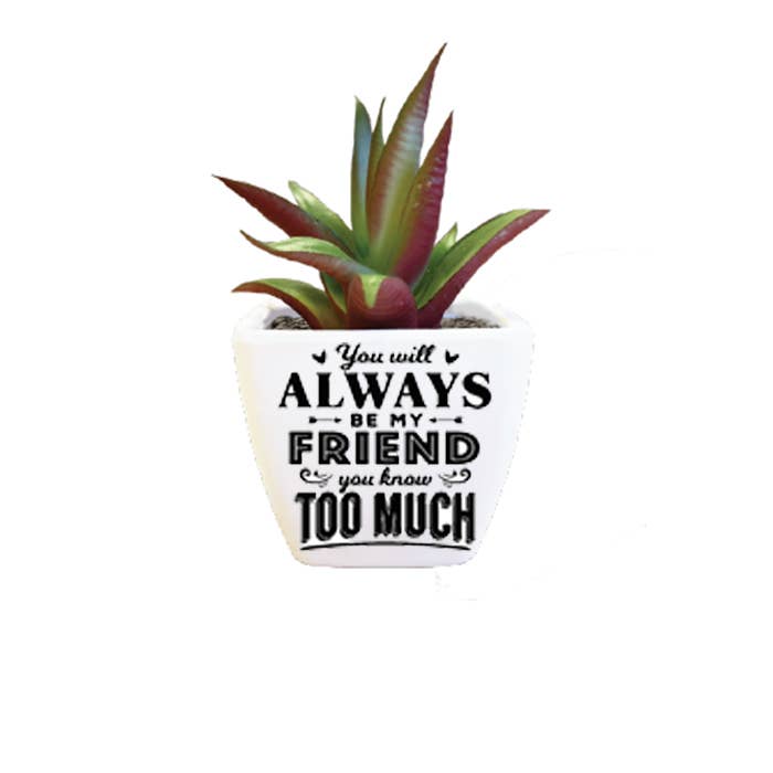 My Friend Succulent Décor