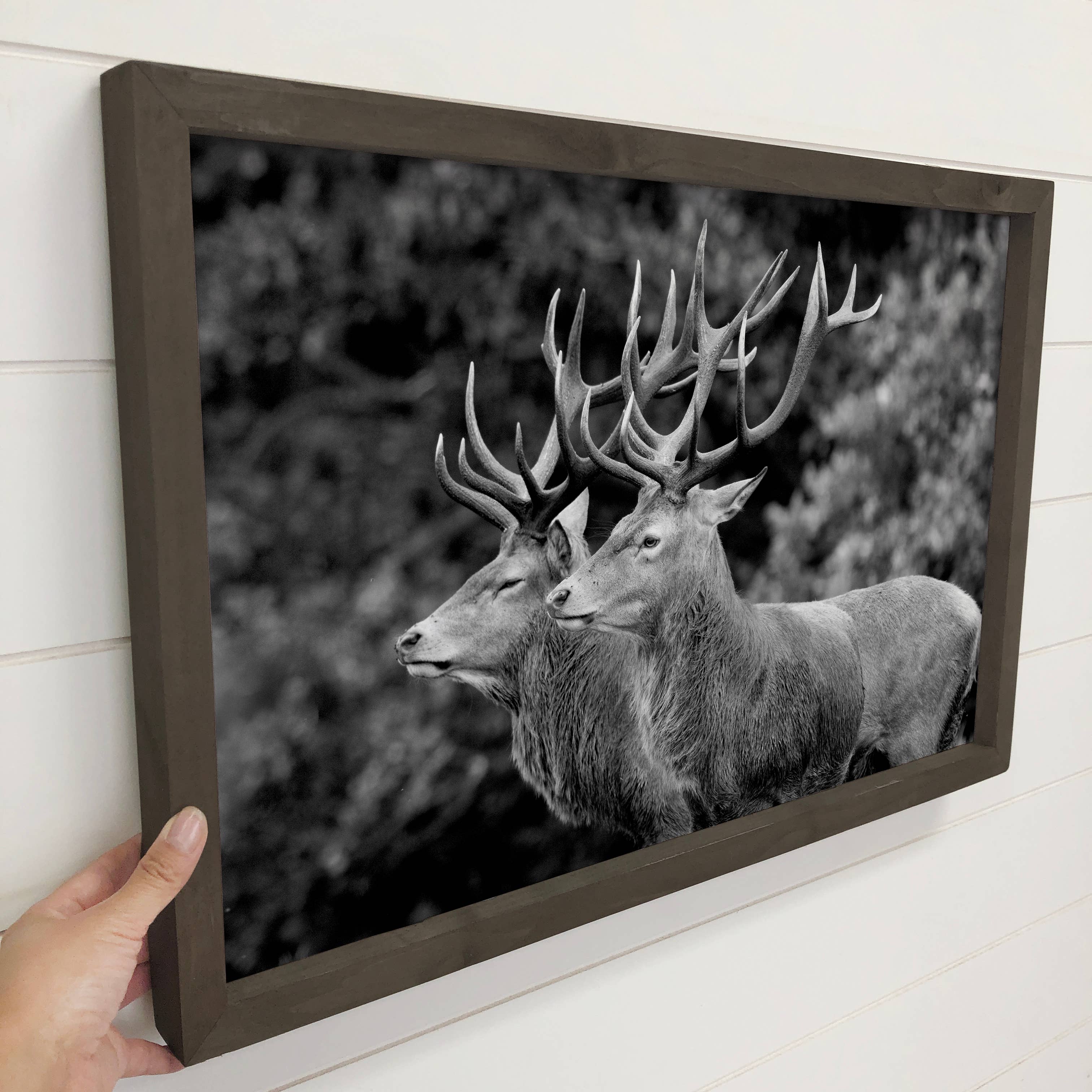 Elk Pair Large Antlers Cabin Canvas Wall Art – 12x18 Medium Canvas with Thick Wood Frame