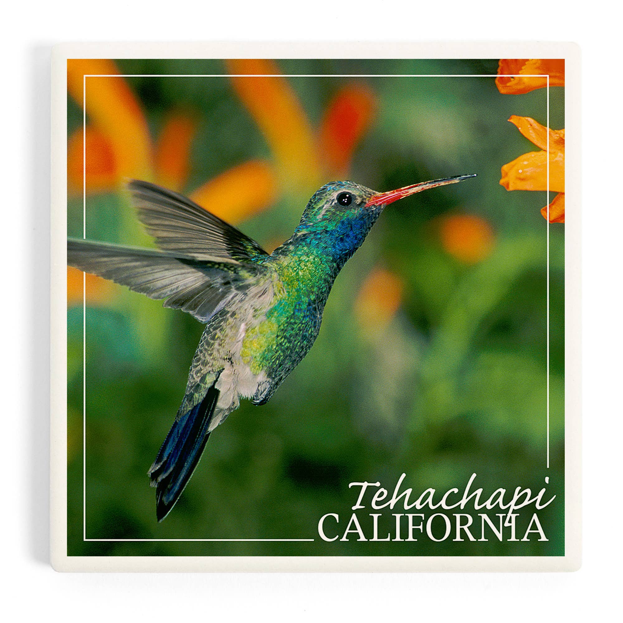 Tehachapi, California Hummingbird Ceramic Coaster
